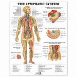 Lymphatic System Chart